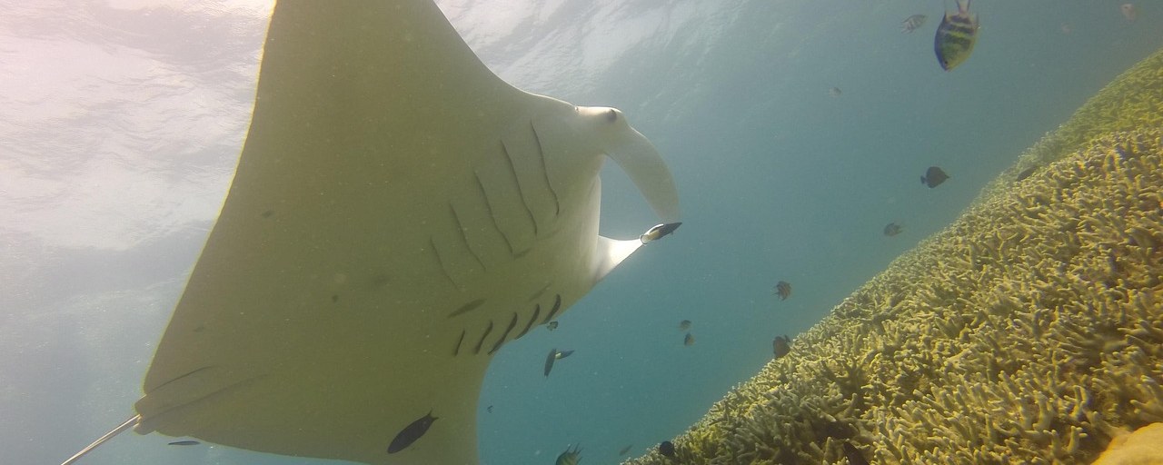 Manta ray above a reef at Yap, Micronesia