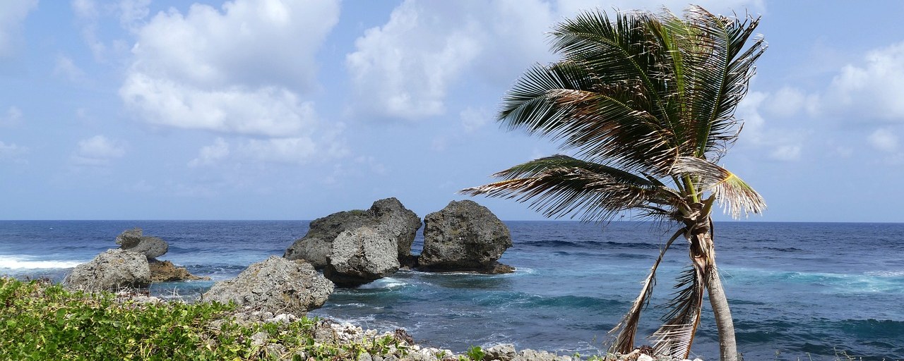 Palm tree on the rocky Caribbean coast of Grenada