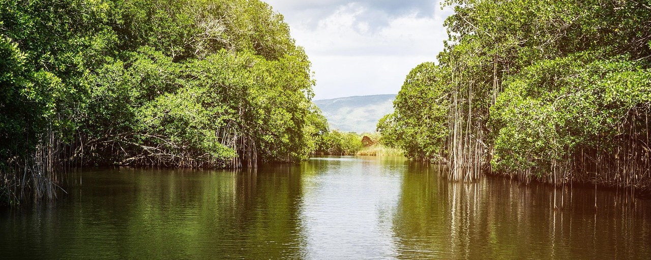 Mangroves reflected in the Black River, Jamaica