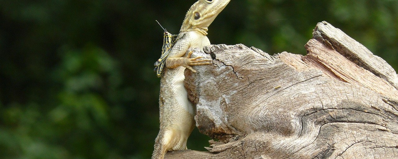 Lizard on weathered wood in Liberia