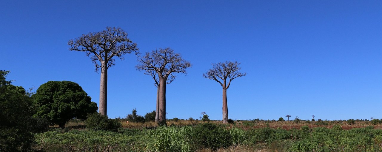 Baobab trees in the countryside of Madagascar