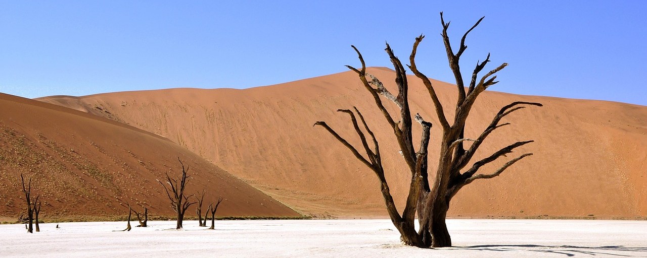Ancient camelthorn tree and orange dunes at Deadvlei, Namibia