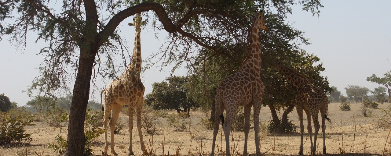 Giraffes feeding beneath trees at Kouré, Niger