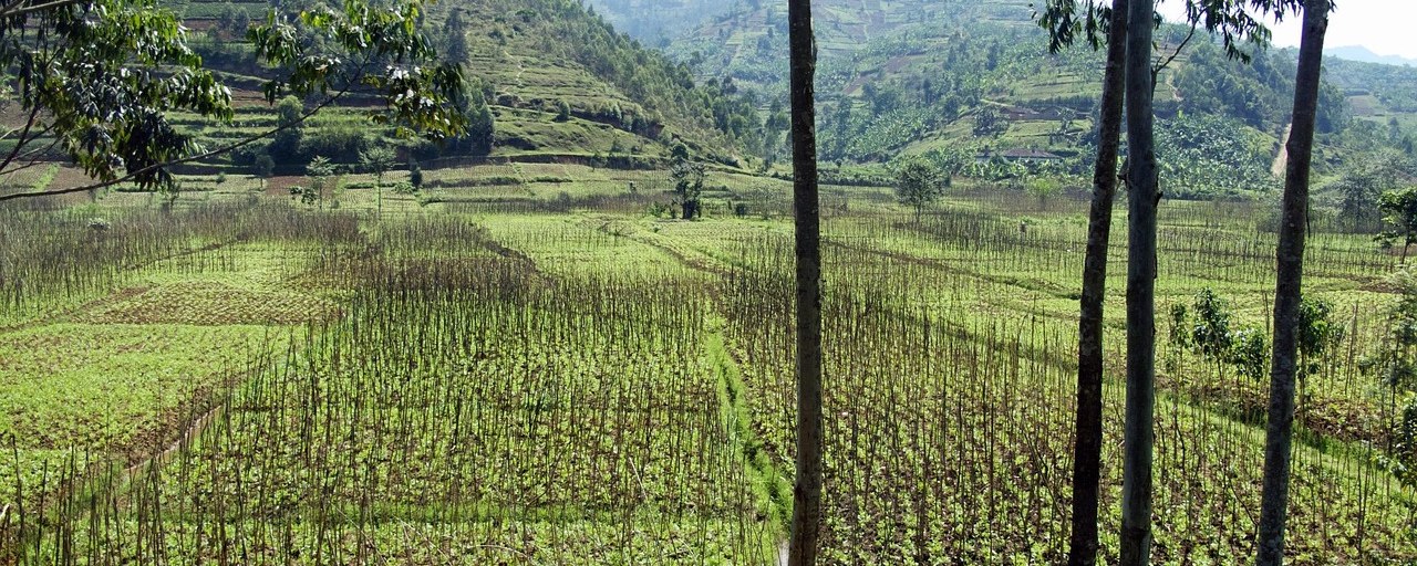 Rice fields and terraced hills in rural Rwanda