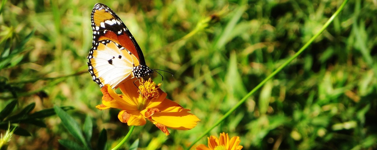 Butterfly resting on an orange flower in Sierra Leone