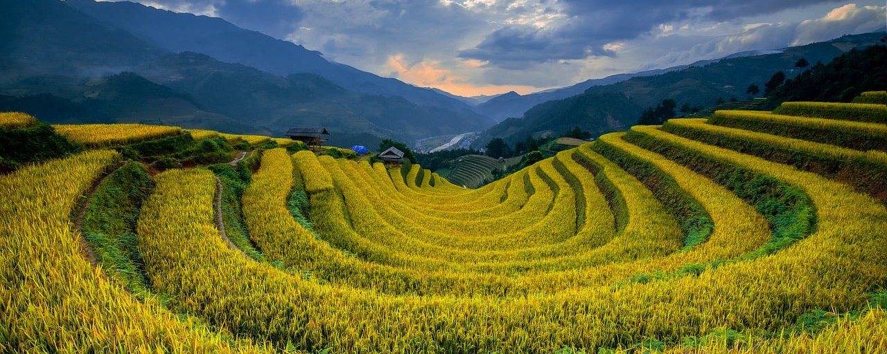 Golden rice terraces in Mù Cang Chải, Vietnam